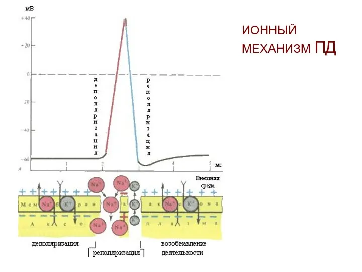 ИОННЫЙ МЕХАНИЗМ ПД