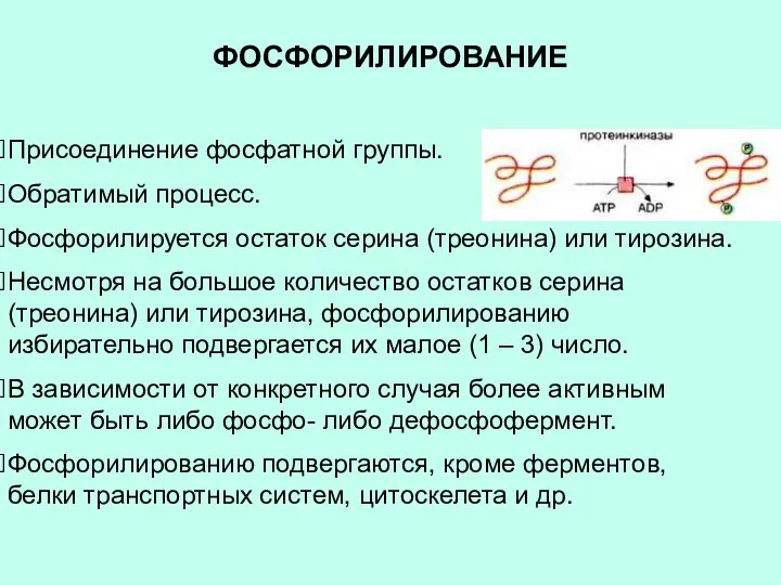 ФОСФОРИЛИРОВАНИЕ Присоединение фосфатной группы. Обратимый процесс. Фосфорилируется остаток серина (треонина) или