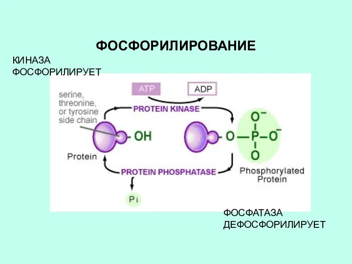 ФОСФОРИЛИРОВАНИЕ КИНАЗА ФОСФОРИЛИРУЕТ ФОСФАТАЗА ДЕФОСФОРИЛИРУЕТ