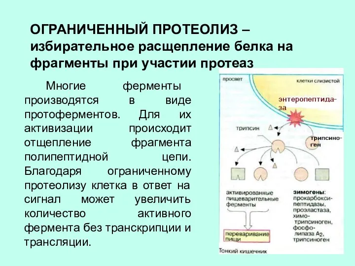 ОГРАНИЧЕННЫЙ ПРОТЕОЛИЗ – избирательное расщепление белка на фрагменты при участии протеаз