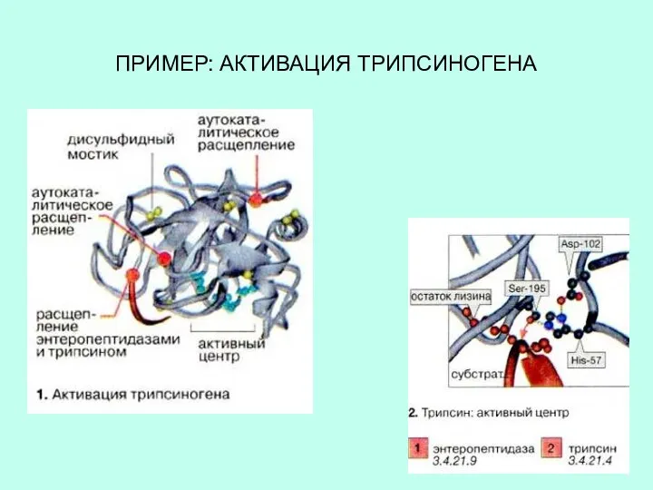 ПРИМЕР: АКТИВАЦИЯ ТРИПСИНОГЕНА