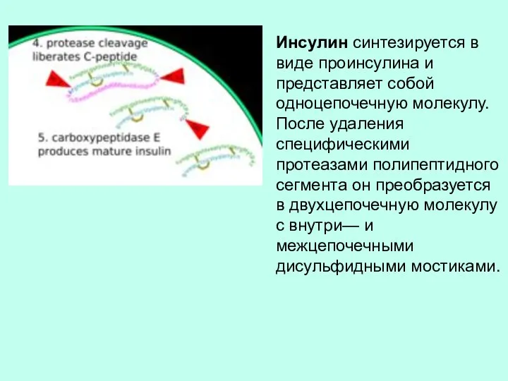 Инсулин синтезируется в виде проинсулина и представляет собой одноцепочечную молекулу. После