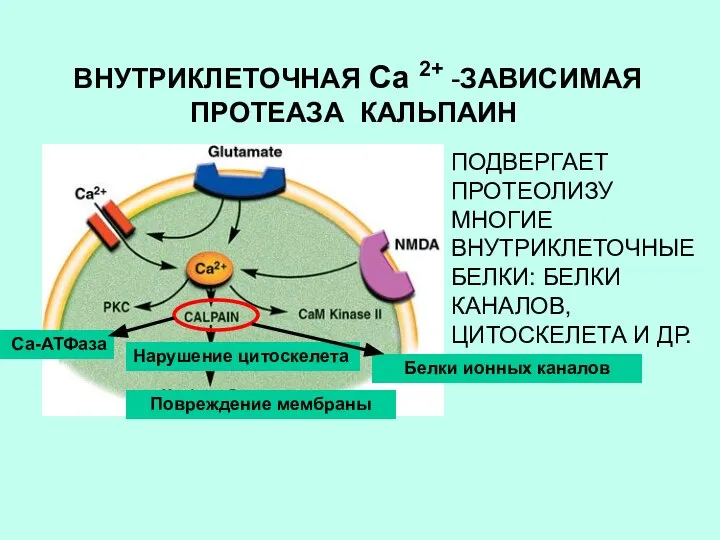 ВНУТРИКЛЕТОЧНАЯ Са 2+ -ЗАВИСИМАЯ ПРОТЕАЗА КАЛЬПАИН Нарушение цитоскелета Повреждение мембраны ПОДВЕРГАЕТ