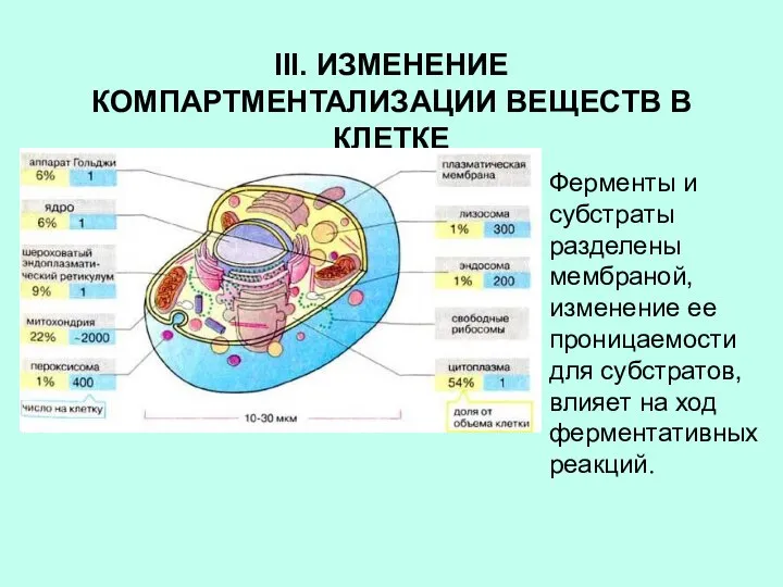 III. ИЗМЕНЕНИЕ КОМПАРТМЕНТАЛИЗАЦИИ ВЕЩЕСТВ В КЛЕТКЕ Ферменты и субстраты разделены мембраной,