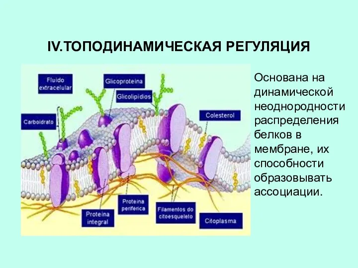 IV.ТОПОДИНАМИЧЕСКАЯ РЕГУЛЯЦИЯ Основана на динамической неоднородности распределения белков в мембране, их способности образовывать ассоциации.