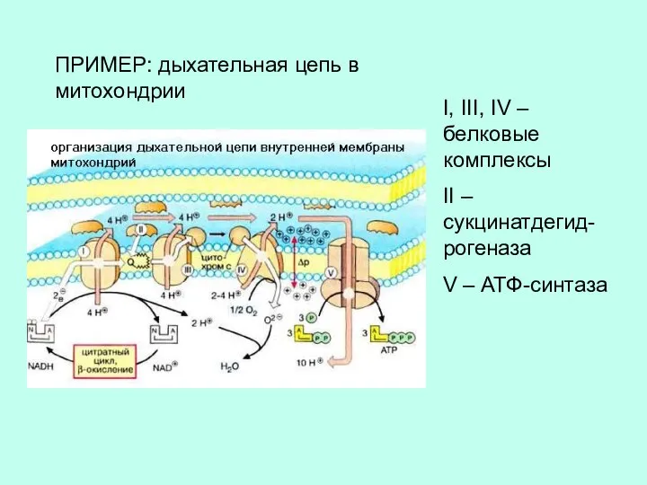 I, III, IV – белковые комплексы II – сукцинатдегид-рогеназа V –