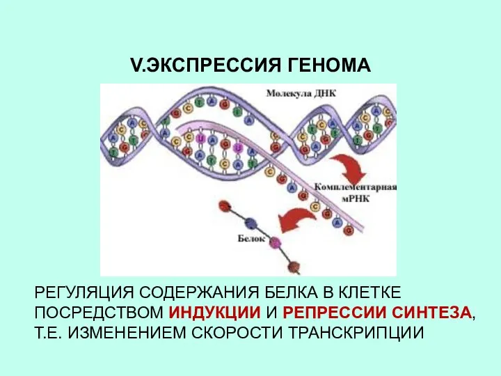 V.ЭКСПРЕССИЯ ГЕНОМА РЕГУЛЯЦИЯ СОДЕРЖАНИЯ БЕЛКА В КЛЕТКЕ ПОСРЕДСТВОМ ИНДУКЦИИ И РЕПРЕССИИ СИНТЕЗА, Т.Е. ИЗМЕНЕНИЕМ СКОРОСТИ ТРАНСКРИПЦИИ