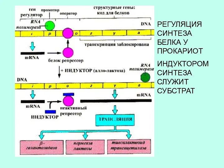 РЕГУЛЯЦИЯ СИНТЕЗА БЕЛКА У ПРОКАРИОТ ИНДУКТОРОМ СИНТЕЗА СЛУЖИТ СУБСТРАТ