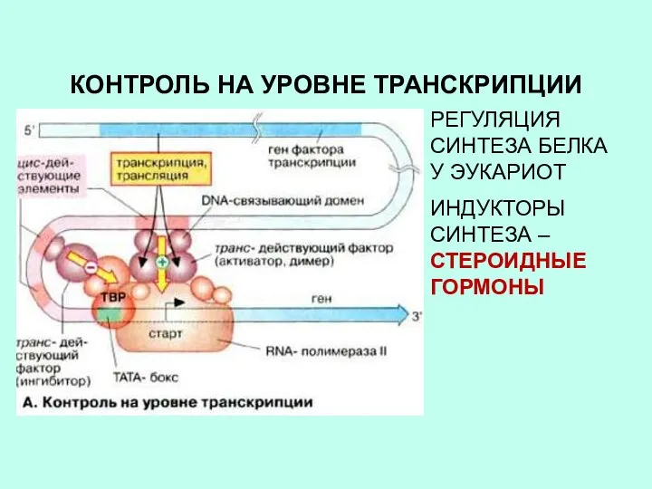 КОНТРОЛЬ НА УРОВНЕ ТРАНСКРИПЦИИ РЕГУЛЯЦИЯ СИНТЕЗА БЕЛКА У ЭУКАРИОТ ИНДУКТОРЫ СИНТЕЗА – СТЕРОИДНЫЕ ГОРМОНЫ