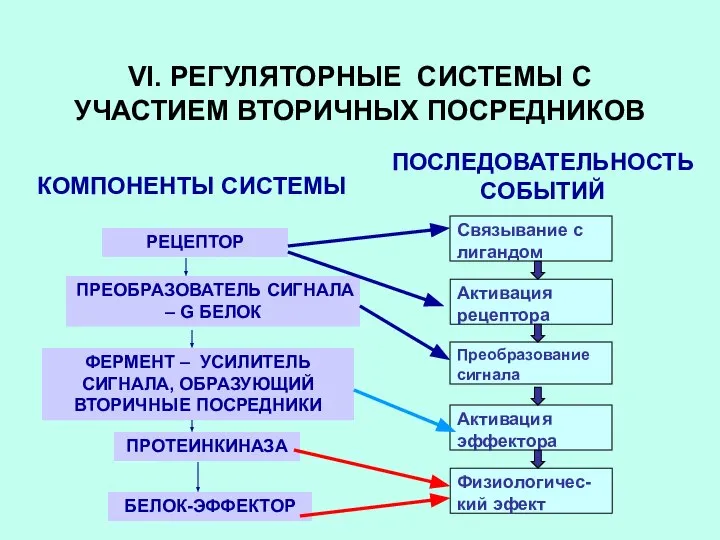 VI. РЕГУЛЯТОРНЫЕ СИСТЕМЫ С УЧАСТИЕМ ВТОРИЧНЫХ ПОСРЕДНИКОВ КОМПОНЕНТЫ СИСТЕМЫ ПОСЛЕДОВАТЕЛЬНОСТЬ СОБЫТИЙ