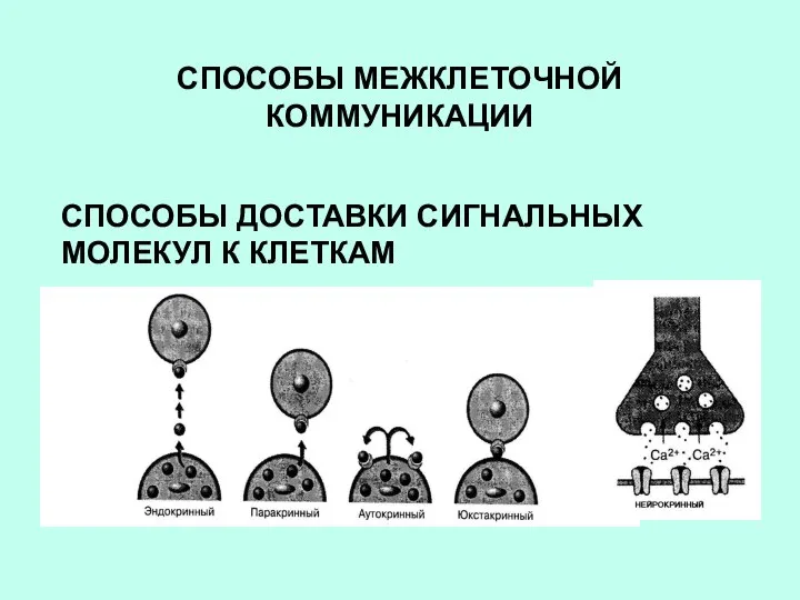 СПОСОБЫ МЕЖКЛЕТОЧНОЙ КОММУНИКАЦИИ СПОСОБЫ ДОСТАВКИ СИГНАЛЬНЫХ МОЛЕКУЛ К КЛЕТКАМ