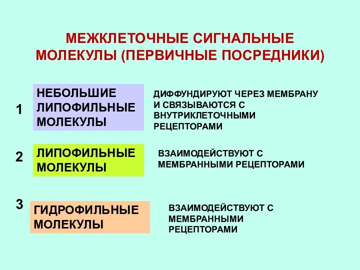 МЕЖКЛЕТОЧНЫЕ СИГНАЛЬНЫЕ МОЛЕКУЛЫ (ПЕРВИЧНЫЕ ПОСРЕДНИКИ) НЕБОЛЬШИЕ ЛИПОФИЛЬНЫЕ МОЛЕКУЛЫ ДИФФУНДИРУЮТ ЧЕРЕЗ МЕМБРАНУ