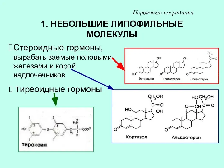 1. НЕБОЛЬШИЕ ЛИПОФИЛЬНЫЕ МОЛЕКУЛЫ Стероидные гормоны, вырабатываемые половыми железами и корой надпочечников Тиреоидные гормоны Первичные посредники