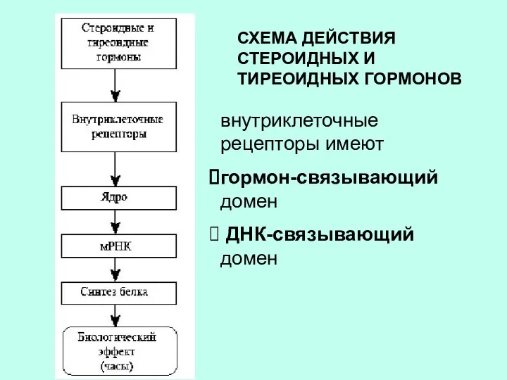 СХЕМА ДЕЙСТВИЯ СТЕРОИДНЫХ И ТИРЕОИДНЫХ ГОРМОНОВ внутриклеточные рецепторы имеют гормон-связывающий домен ДНК-связывающий домен