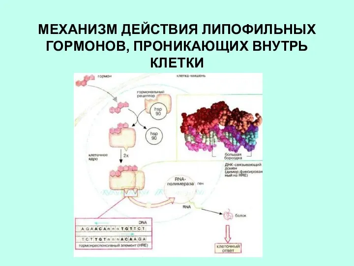 МЕХАНИЗМ ДЕЙСТВИЯ ЛИПОФИЛЬНЫХ ГОРМОНОВ, ПРОНИКАЮЩИХ ВНУТРЬ КЛЕТКИ