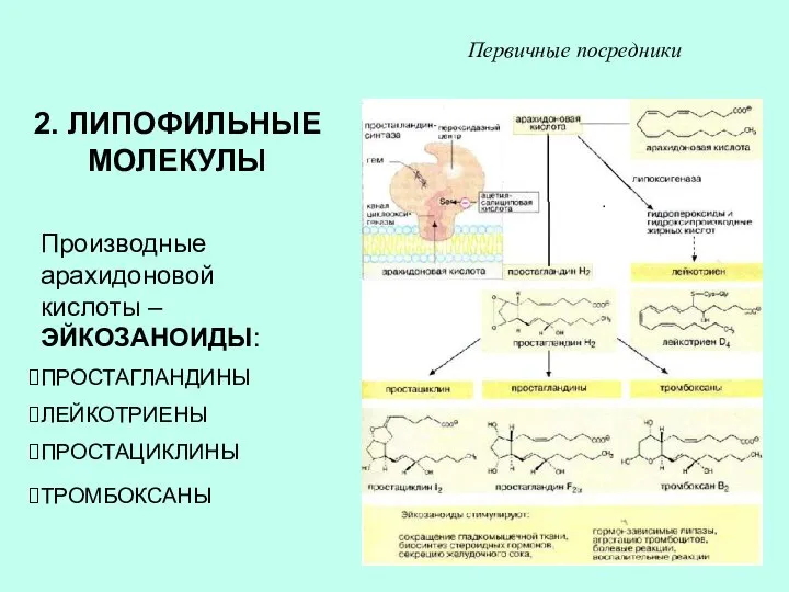 2. ЛИПОФИЛЬНЫЕ МОЛЕКУЛЫ Производные арахидоновой кислоты – ЭЙКОЗАНОИДЫ: ПРОСТАГЛАНДИНЫ ЛЕЙКОТРИЕНЫ ПРОСТАЦИКЛИНЫ ТРОМБОКСАНЫ Первичные посредники