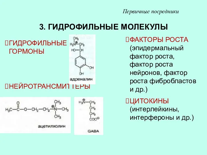 3. ГИДРОФИЛЬНЫЕ МОЛЕКУЛЫ Первичные посредники ГИДРОФИЛЬНЫЕ ГОРМОНЫ НЕЙРОТРАНСМИТТЕРЫ ФАКТОРЫ РОСТА (эпидермальный