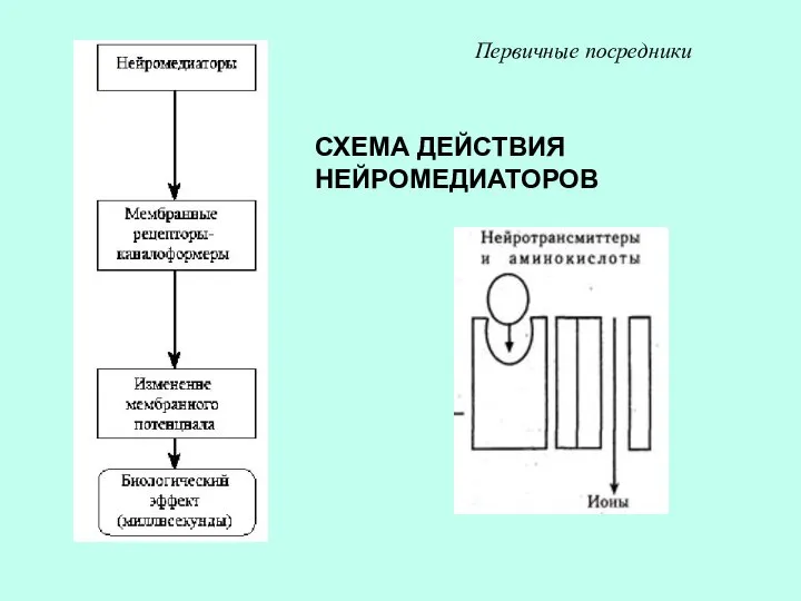 СХЕМА ДЕЙСТВИЯ НЕЙРОМЕДИАТОРОВ Первичные посредники