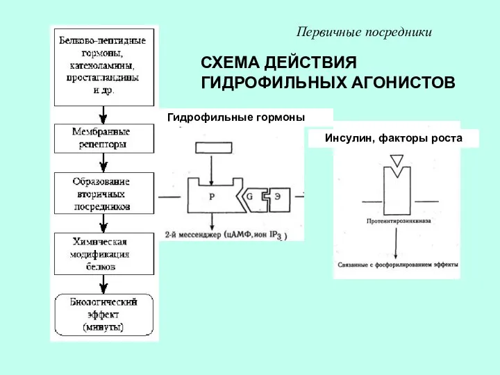 СХЕМА ДЕЙСТВИЯ ГИДРОФИЛЬНЫХ АГОНИСТОВ Первичные посредники Гидрофильные гормоны Инсулин, факторы роста