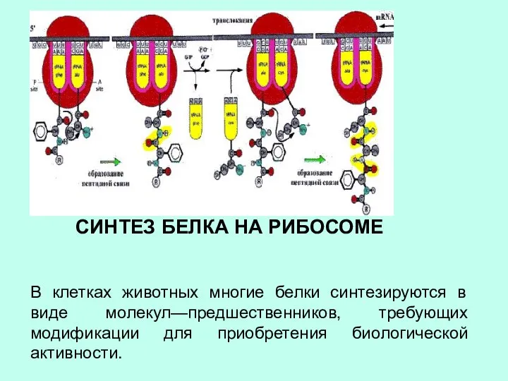 СИНТЕЗ БЕЛКА НА РИБОСОМЕ В клетках животных многие белки синтезируются в