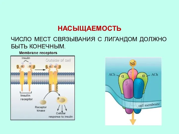 НАСЫЩАЕМОСТЬ ЧИСЛО МЕСТ СВЯЗЫВАНИЯ С ЛИГАНДОМ ДОЛЖНО БЫТЬ КОНЕЧНЫМ.