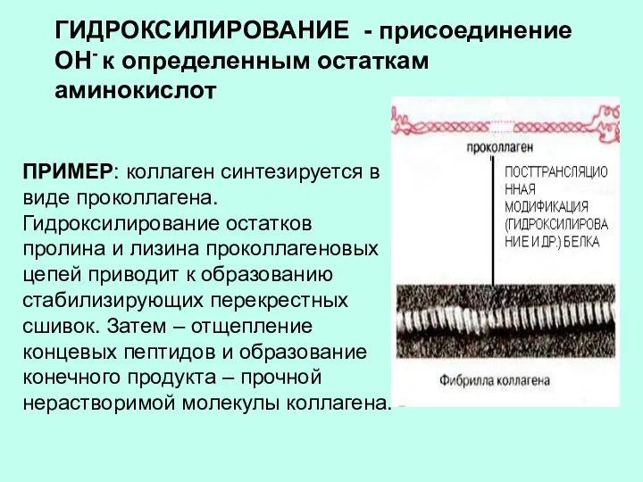 ГИДРОКСИЛИРОВАНИЕ - присоединение ОН- к определенным остаткам аминокислот ПРИМЕР: коллаген синтезируется