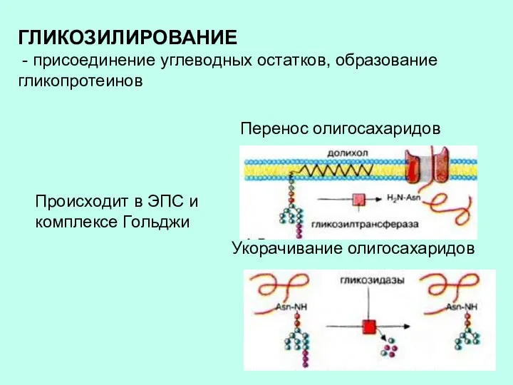 ГЛИКОЗИЛИРОВАНИЕ - присоединение углеводных остатков, образование гликопротеинов Происходит в ЭПС и