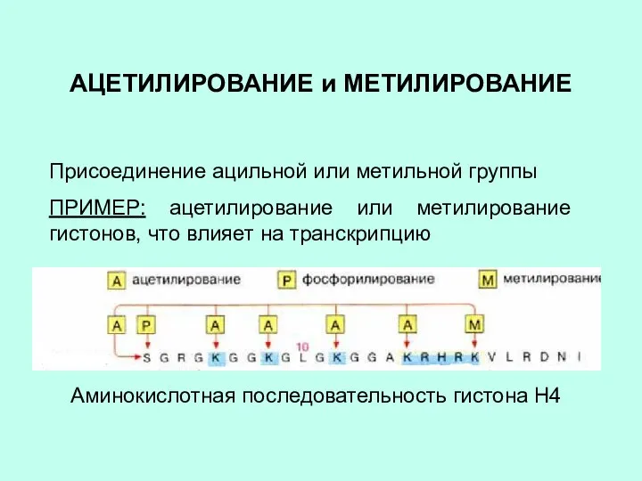 АЦЕТИЛИРОВАНИЕ и МЕТИЛИРОВАНИЕ Присоединение ацильной или метильной группы ПРИМЕР: ацетилирование или