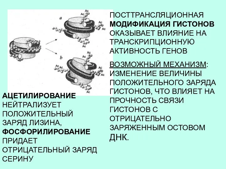 ПОСТТРАНСЛЯЦИОННАЯ МОДИФИКАЦИЯ ГИСТОНОВ ОКАЗЫВАЕТ ВЛИЯНИЕ НА ТРАНСКРИПЦИОННУЮ АКТИВНОСТЬ ГЕНОВ ВОЗМОЖНЫЙ МЕХАНИЗМ: