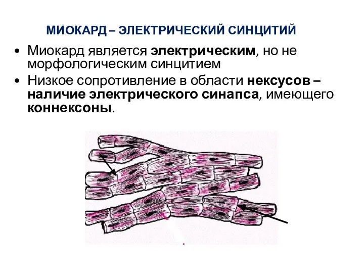 Миокард является электрическим, но не морфологическим синцитием Низкое сопротивление в области