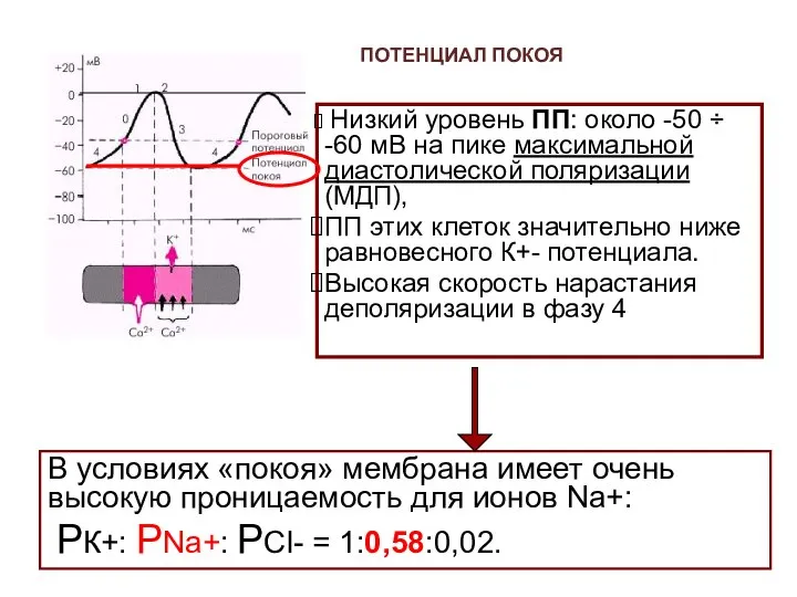 Низкий уровень ПП: около -50 ÷ -60 мВ на пике максимальной