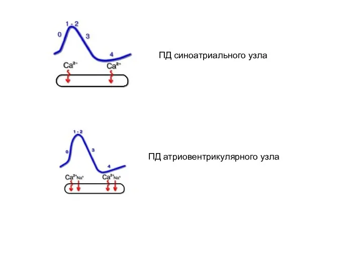ПД синоатриального узла ПД атриовентрикулярного узла