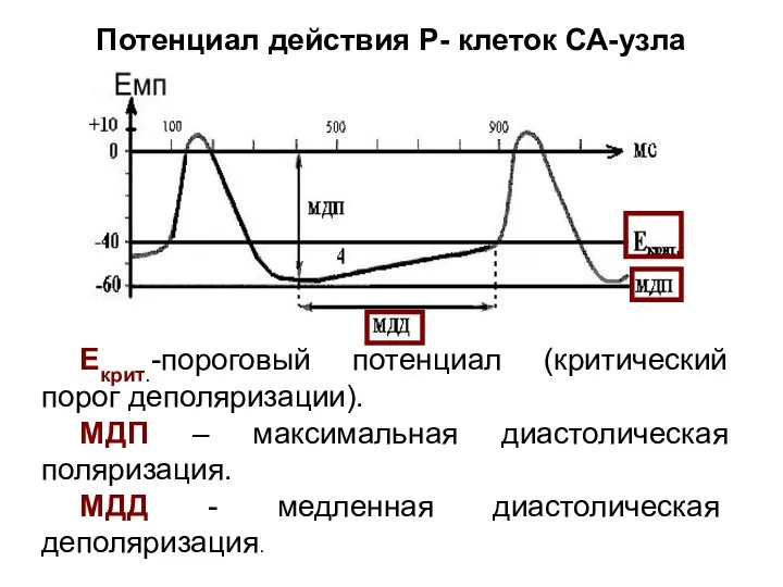 Потенциал действия Р- клеток СА-узла Екрит.-пороговый потенциал (критический порог деполяризации). МДП