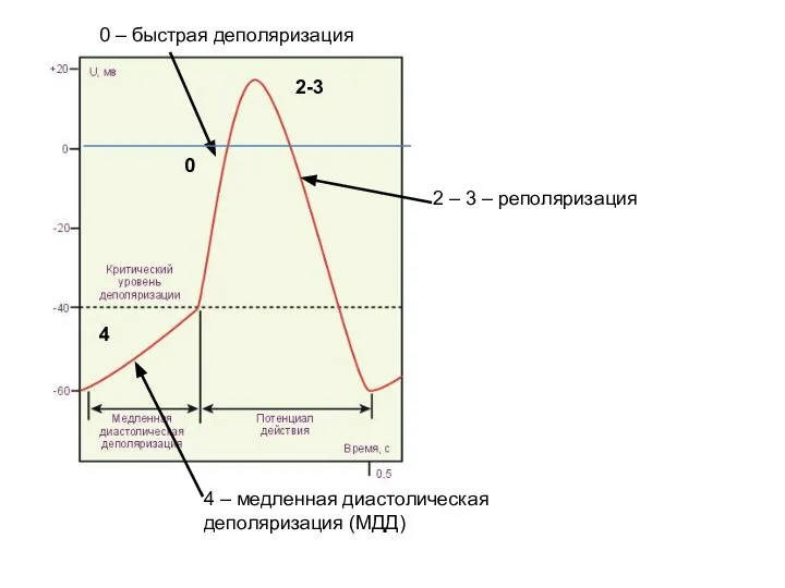 2 – 3 – реполяризация 0 2-3 4 4 – медленная