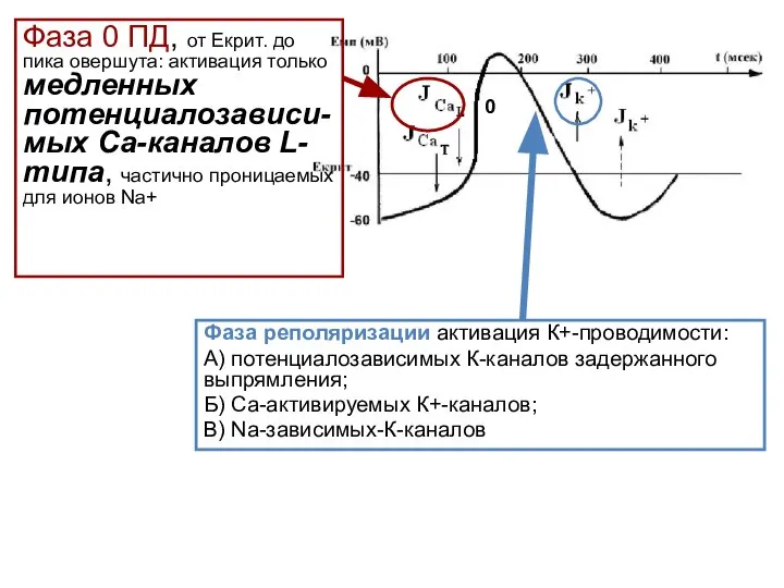 Фаза 0 ПД, от Екрит. до пика овершута: активация только медленных