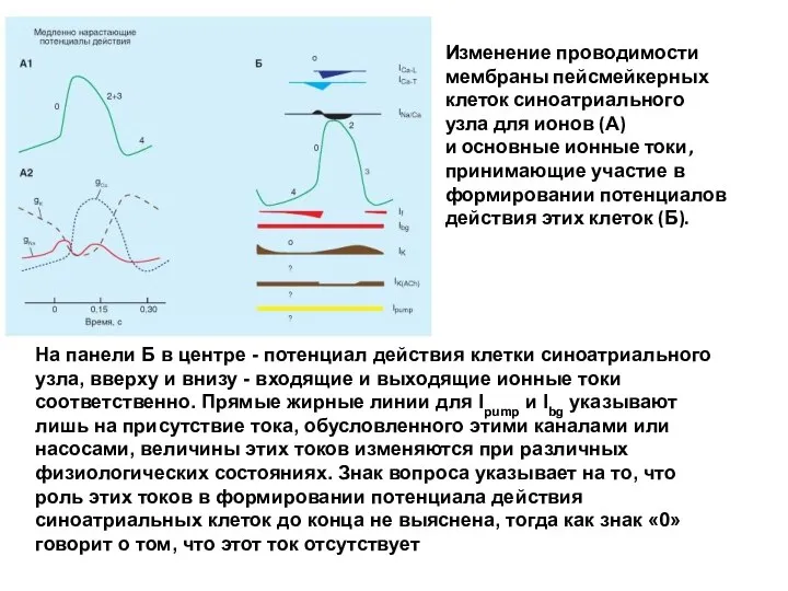 Изменение проводимости мембраны пейсмейкерных клеток синоатриального узла для ионов (А) и