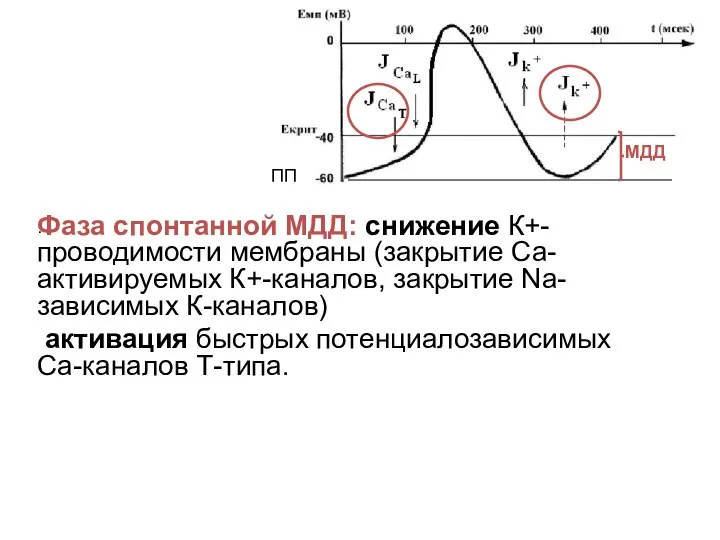 . Фаза спонтанной МДД: снижение К+-проводимости мембраны (закрытие Са-активируемых К+-каналов, закрытие