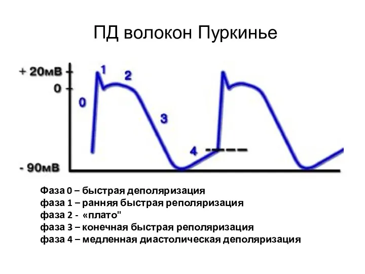 ПД волокон Пуркинье Фаза 0 – быстрая деполяризация фаза 1 –