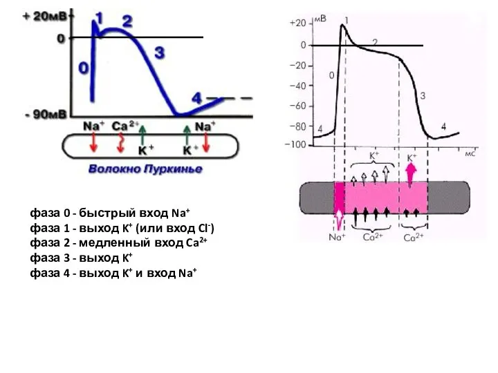 фаза 0 - быстрый вход Na+ фаза 1 - выход K+