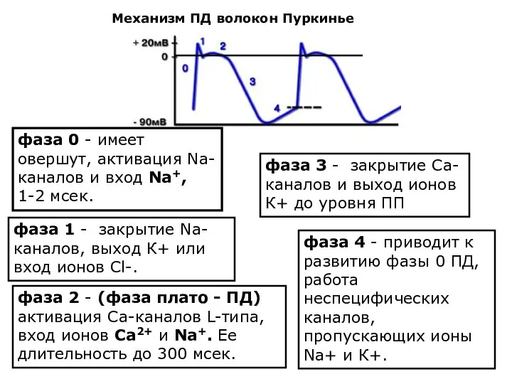 Механизм ПД волокон Пуркинье фаза 0 - имеет овершут, активация Nа-каналов