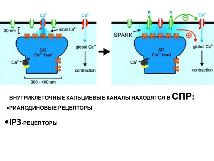 ВНУТРИКЛЕТОЧНЫЕ КАЛЬЦИЕВЫЕ КАНАЛЫ НАХОДЯТСЯ В СПР: РИАНОДИНОВЫЕ РЕЦЕПТОРЫ IP3-РЕЦЕПТОРЫ