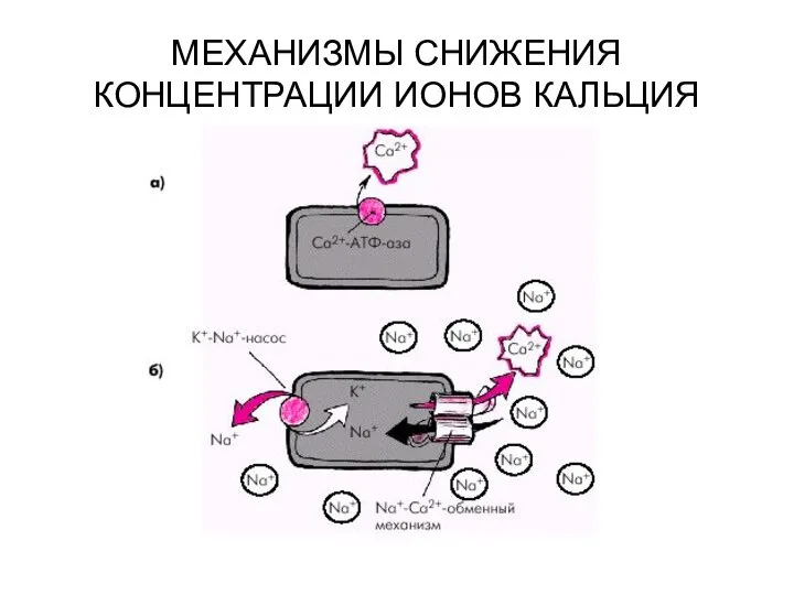 МЕХАНИЗМЫ СНИЖЕНИЯ КОНЦЕНТРАЦИИ ИОНОВ КАЛЬЦИЯ