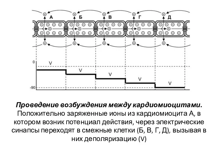 Проведение возбуждения между кардиомиоцитами. Положительно заряженные ионы из кардиомиоцита А, в