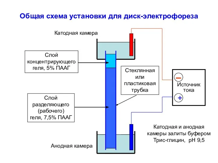 Общая схема установки для диск-электрофореза Источник тока + Катодная камера Анодная