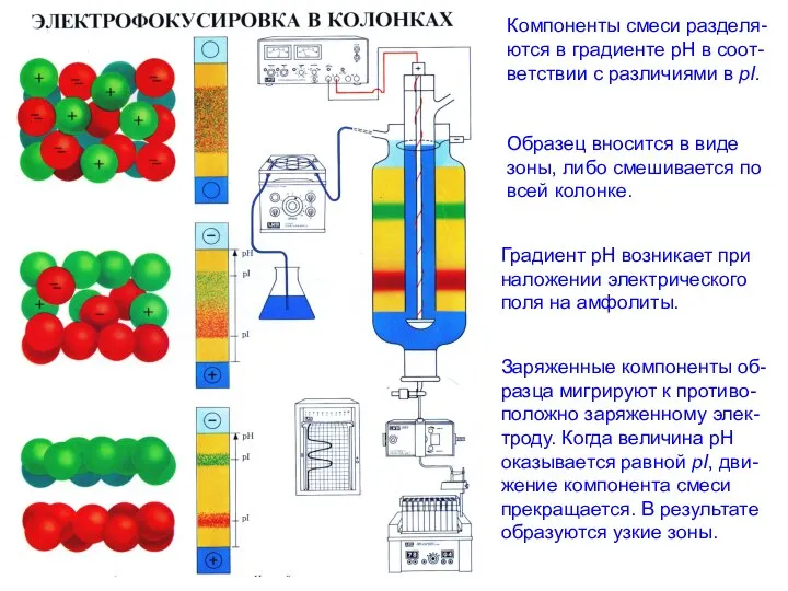 Компоненты смеси разделя- ются в градиенте рН в соот- ветствии с