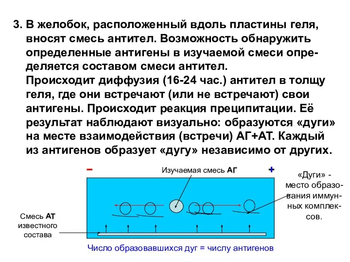 3. В желобок, расположенный вдоль пластины геля, вносят смесь антител. Возможность