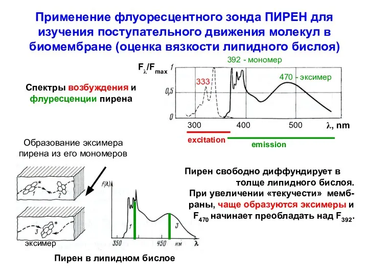 Применение флуоресцентного зонда ПИРЕН для изучения поступательного движения молекул в биомембране