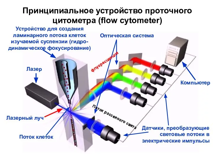 Принципиальное устройство проточного цитометра (flow cytometer) Лазер Устройство для создания ламинарного