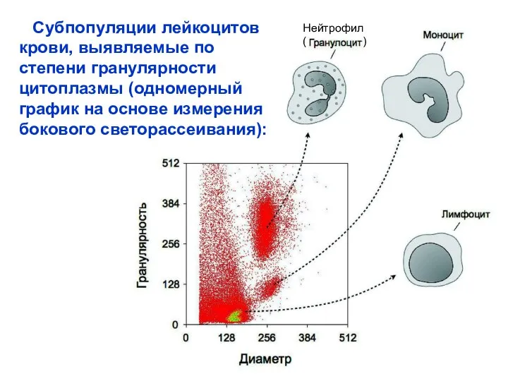 Субпопуляции лейкоцитов крови, выявляемые по степени гранулярности цитоплазмы (одномерный график на