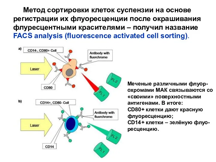 Метод сортировки клеток суспензии на основе регистрации их флуоресценции после окрашивания